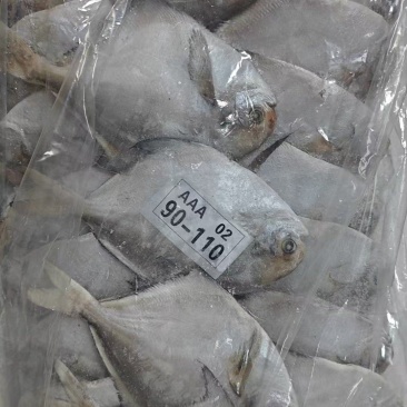 鲳鱼