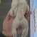 牛蛙