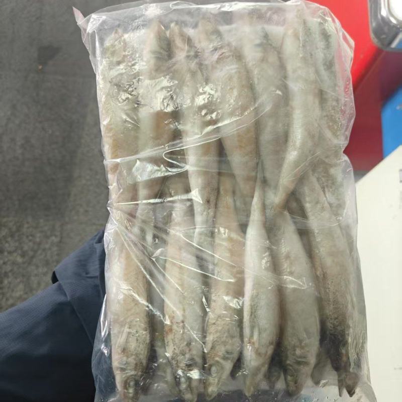 沙丁鱼