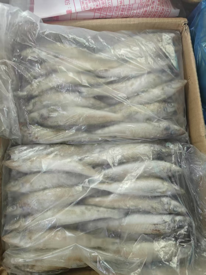 沙丁鱼