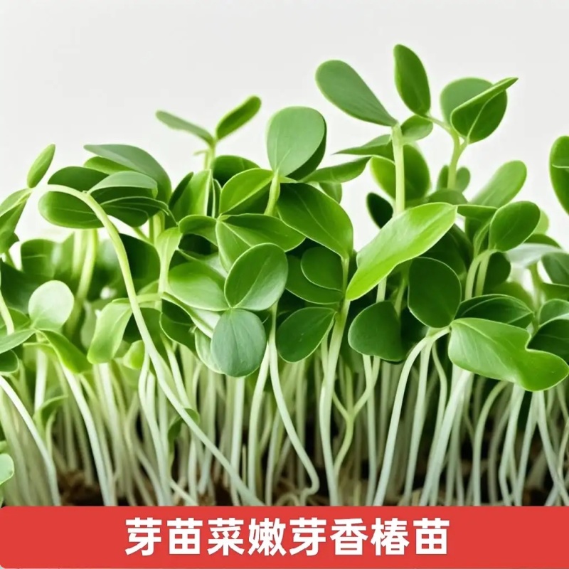 香椿种子芽苗菜专用发芽率高纯新种子批发零售