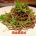 鸡油卤筋丝