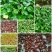 香椿种子芽苗菜专用发芽率高纯新种子批发零售