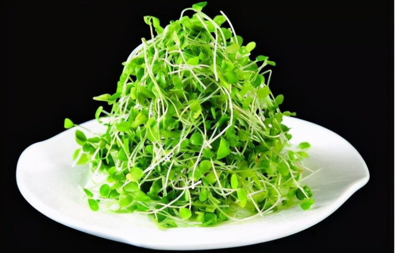 香椿种子芽苗菜专用发芽率高纯新种子批发零售