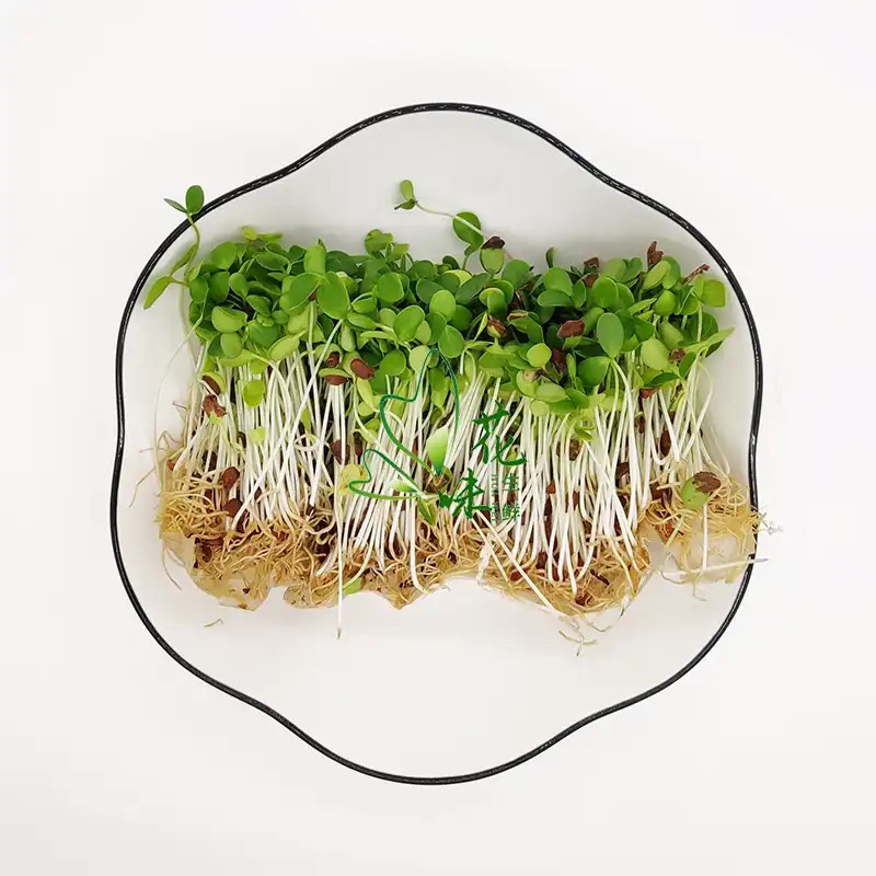 香椿种子芽苗菜专用发芽率高纯新种子批发零售