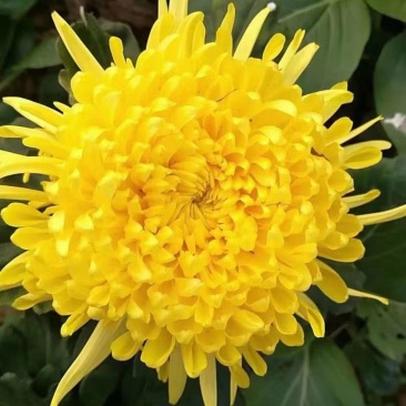 菊花苗、金丝皇菊、亳菊、贡菊、北京菊、甜叶菊、婺源贡菊