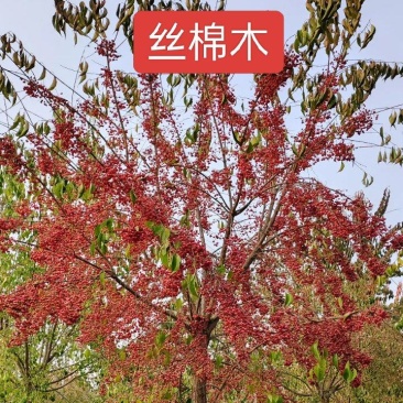 河北定州丝棉木金叶丝棉木球乔木树苗绿化苗木一手货源