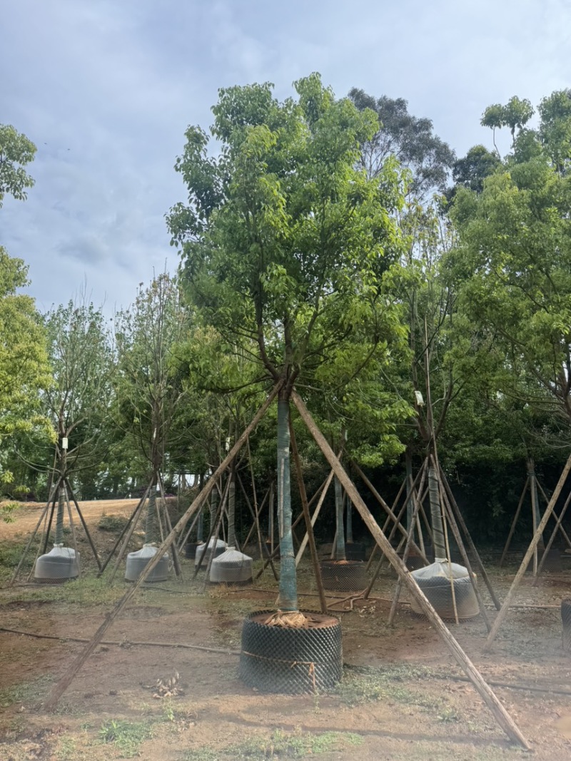 香樟樟树移栽苗5-30分各种规格齐全
