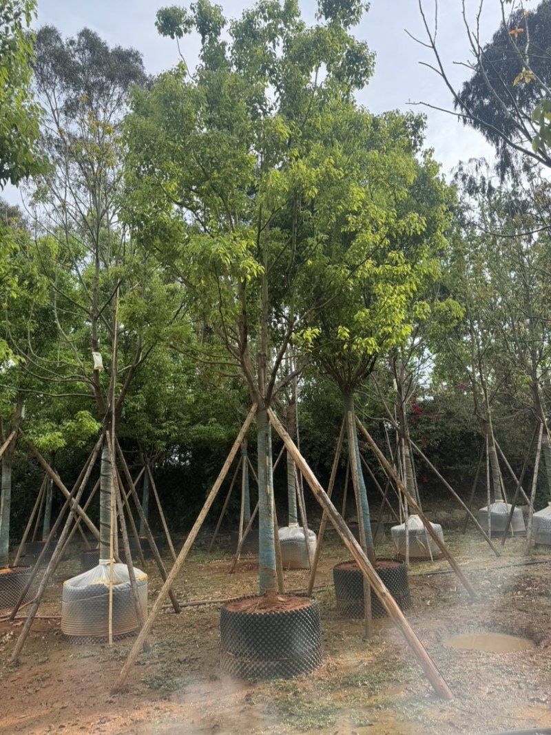 香樟樟树移栽苗5-30分各种规格齐全