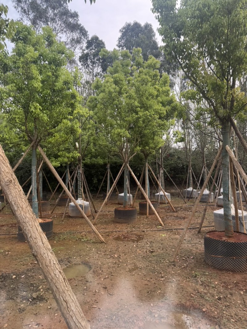 香樟樟树移栽苗5-30分各种规格齐全