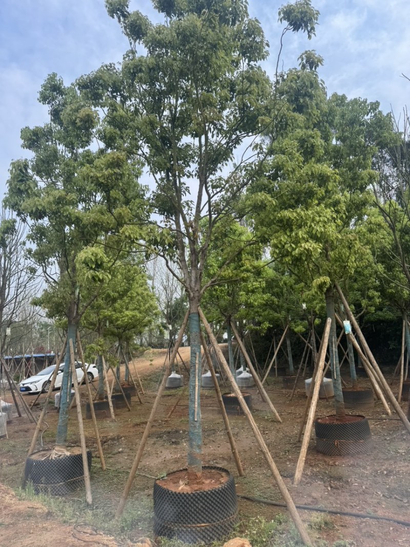 香樟樟树移栽苗5-30分各种规格齐全