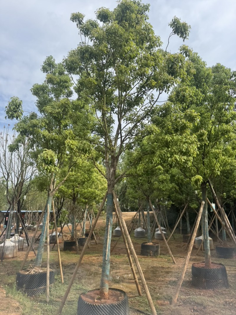 香樟樟树移栽苗5-30分各种规格齐全