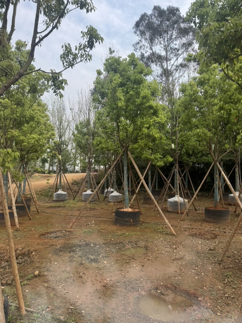 香樟樟树移栽苗5-30分各种规格齐全