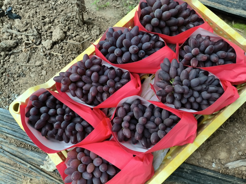 精品茉莉香葡萄糖度高颜色好大粒大串需要老板抓紧时间价位低