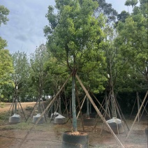 香樟樟树移栽苗5-30分各种规格齐全