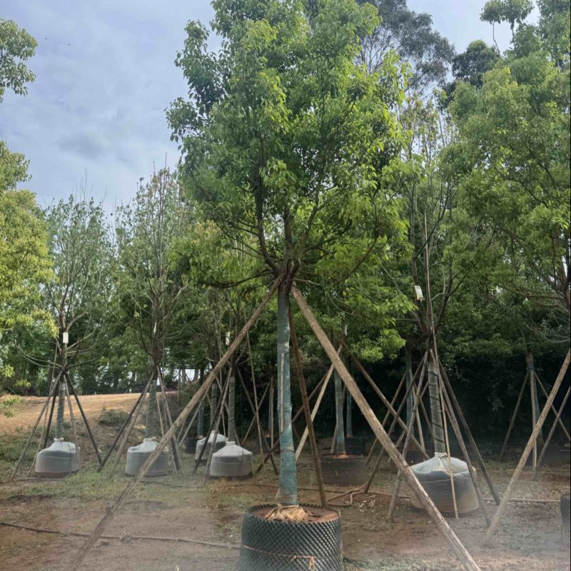 香樟樟树移栽苗5-30分各种规格齐全