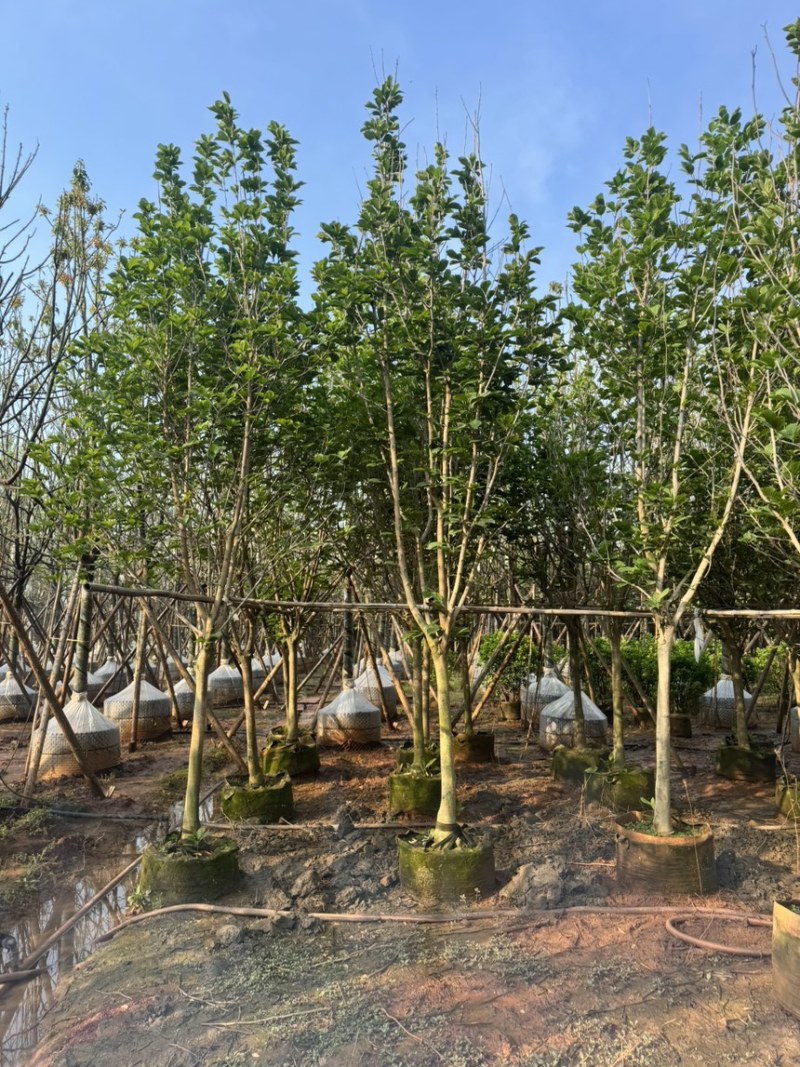 紫玉兰移栽熟苗大量供应规格齐全量大从优