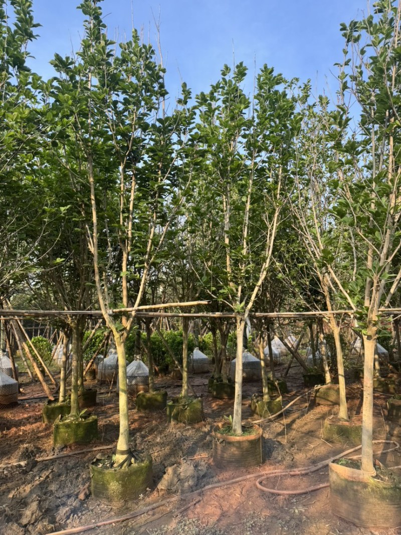 紫玉兰移栽熟苗大量供应规格齐全量大从优