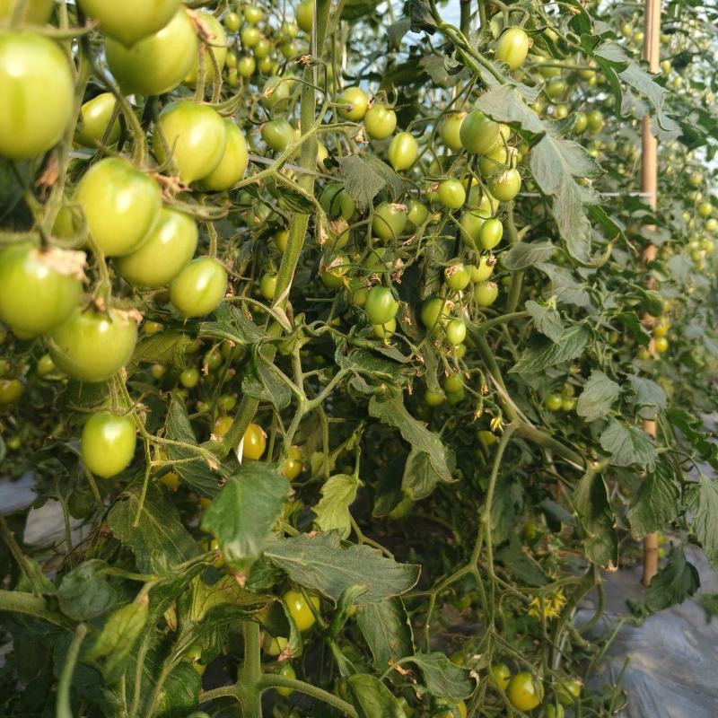 青甜二号小番茄