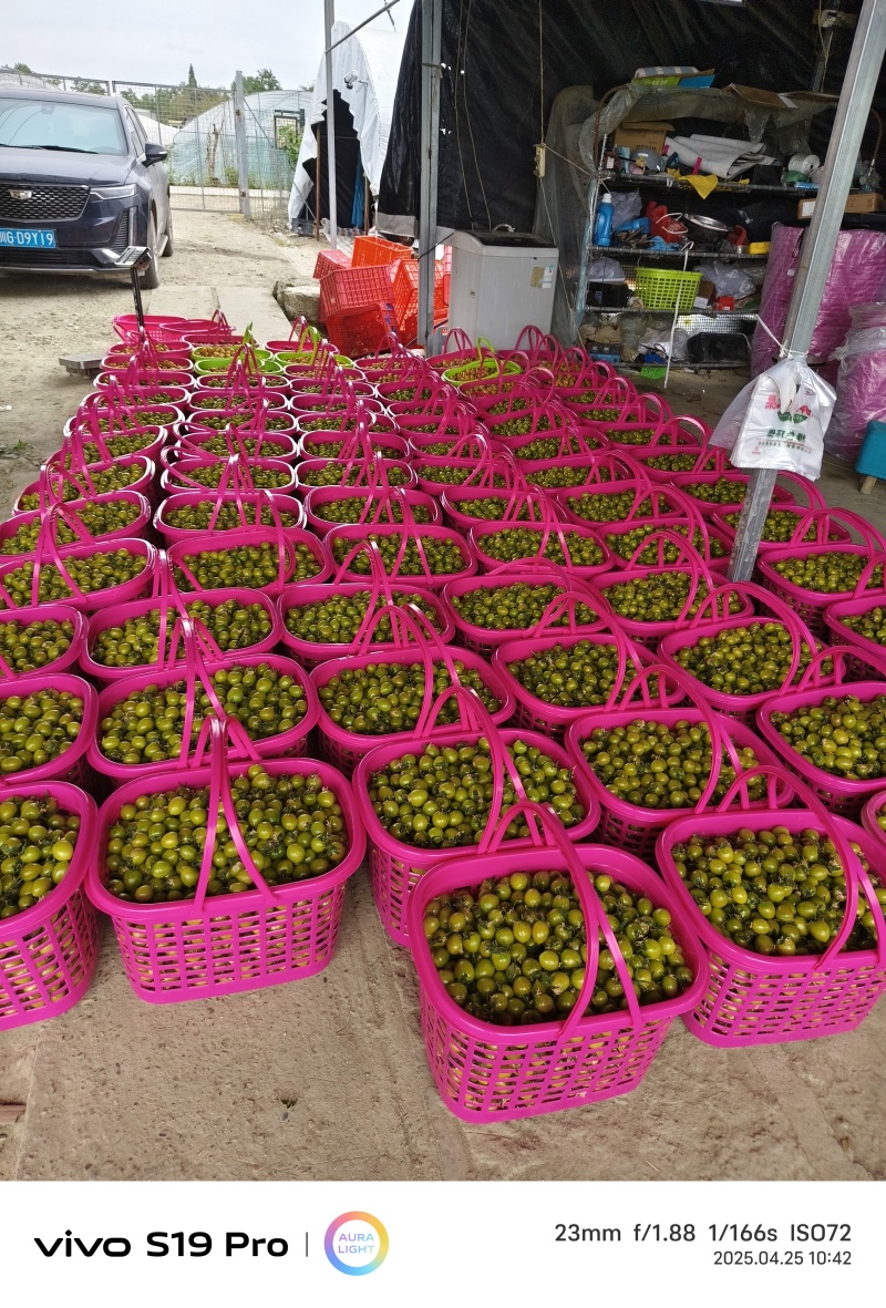 青甜二号小番茄