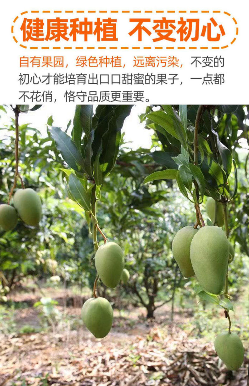精选海南金煌芒产地直发大芒果对接市场电商商超