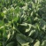 河北衡水一手货源大叶菠菜对接全国市场，量大从优，欢迎采购