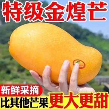 精选海南金煌芒产地直发大芒果对接市场电商商超