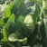 河北衡水一手货源大叶菠菜对接全国市场，量大从优，欢迎采购