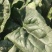 河北衡水一手货源大叶菠菜对接全国市场，量大从优，欢迎采购