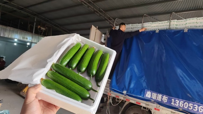 【供应社区团购】山东瑞丽水果小黄瓜乳瓜鲜嫩可口整车发货