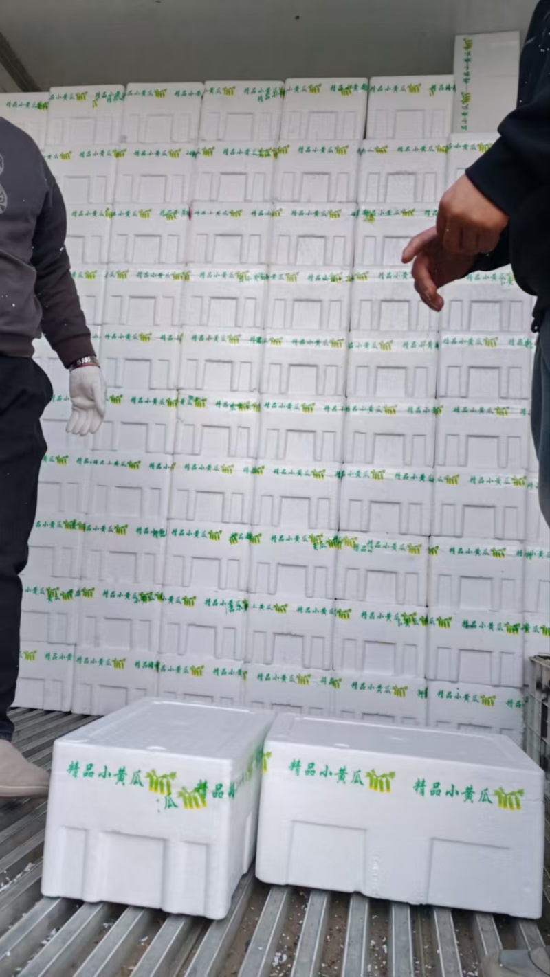 【供应社区团购】山东瑞丽水果小黄瓜乳瓜鲜嫩可口整车发货