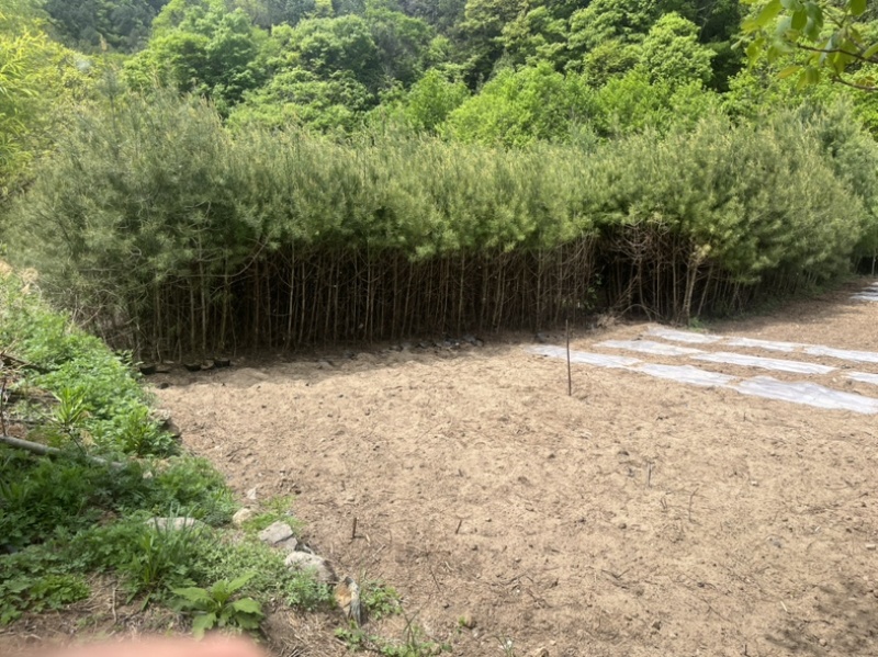 1.5米-3米18/18。21/21杯白皮松