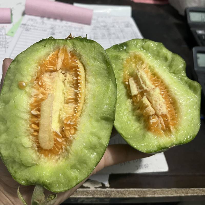 绿美人
