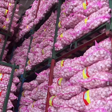河南鲜蒜剪杆量大品质优可视频看货