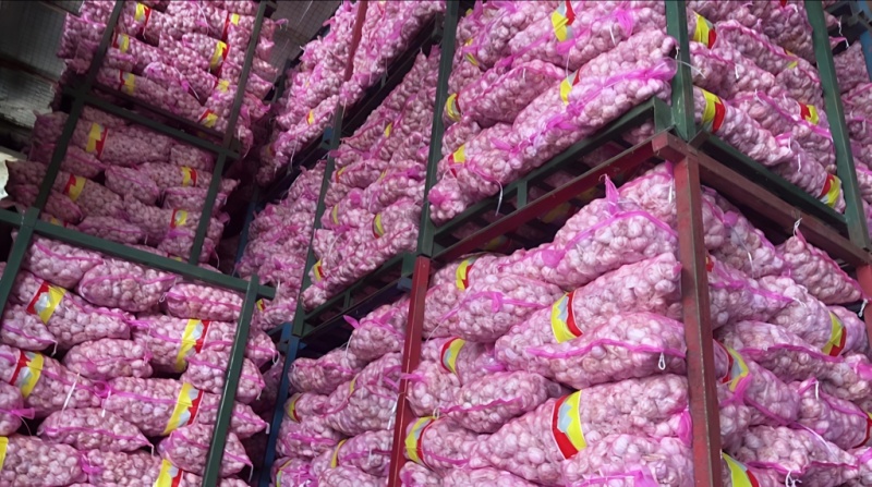河南鲜蒜剪杆量大品质优可视频看货