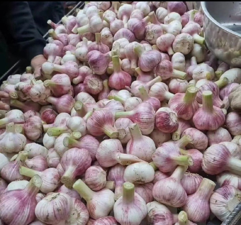 河南鲜蒜剪杆量大品质优可视频看货