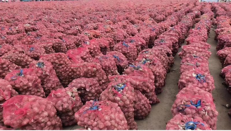河南鲜蒜剪杆量大品质优可视频看货