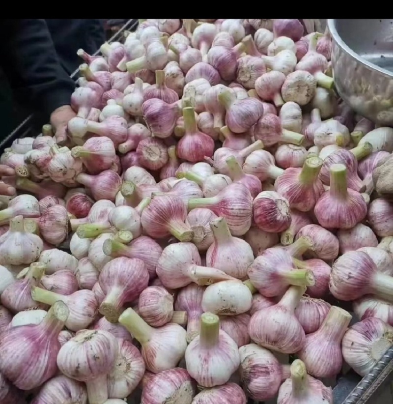河南鲜蒜剪杆量大品质优可视频看货