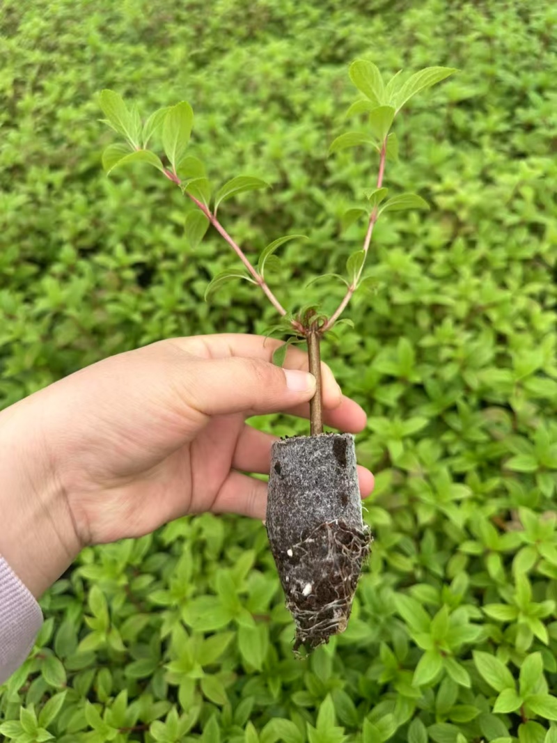 白玉圆锥绣球袋苗可用于园林工程绿化花束全国都可发