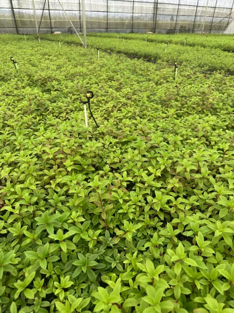 白玉圆锥绣球袋苗可用于园林工程绿化花束全国都可发
