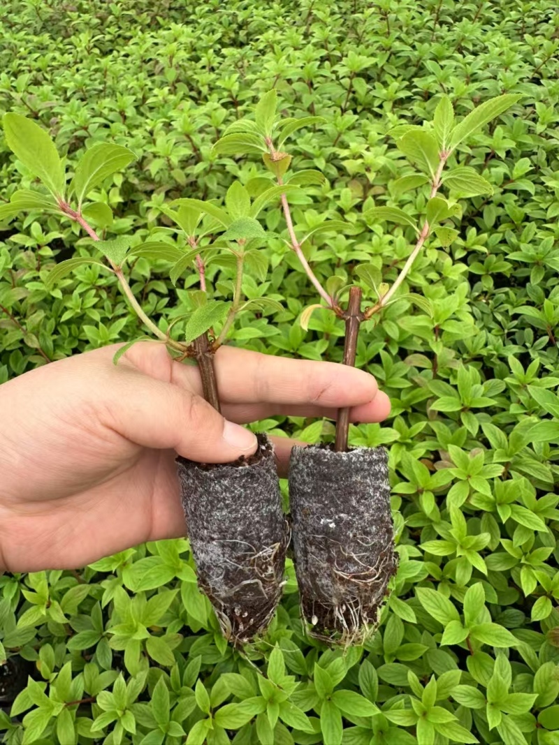 白玉圆锥绣球袋苗可用于园林工程绿化花束全国都可发