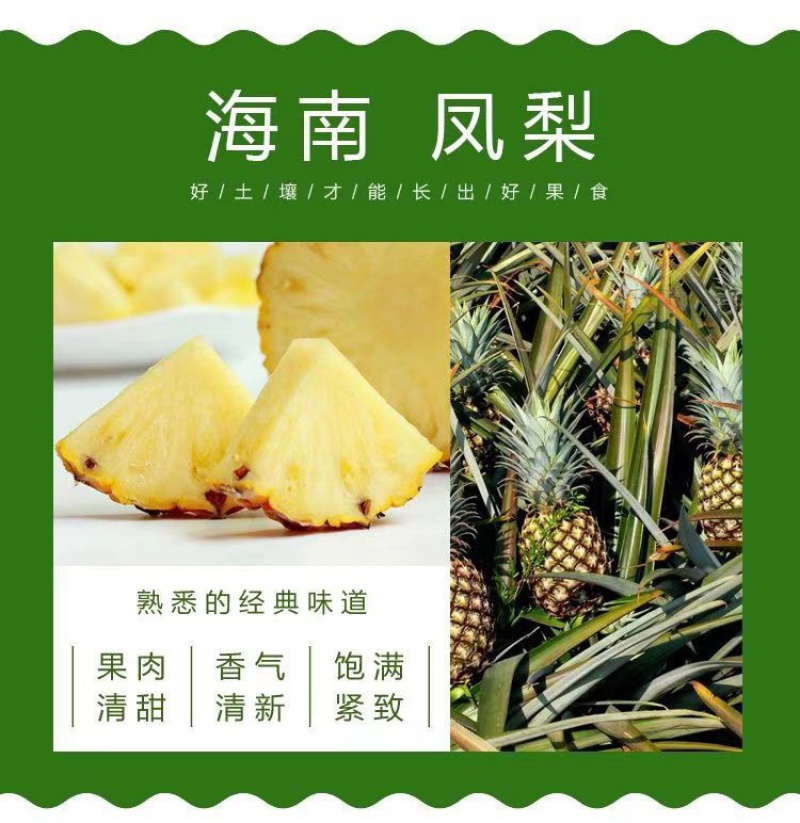 金砖凤梨海南产暴甜
