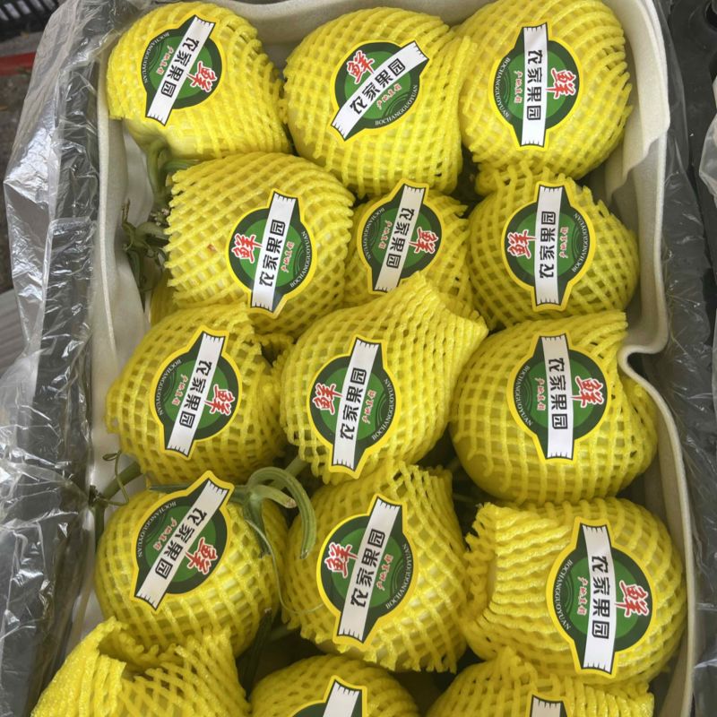 大棚头茬甜瓜