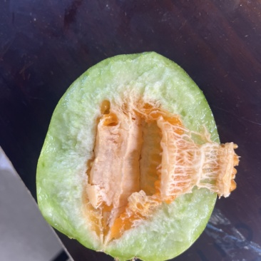精品头茬花丹甜瓜