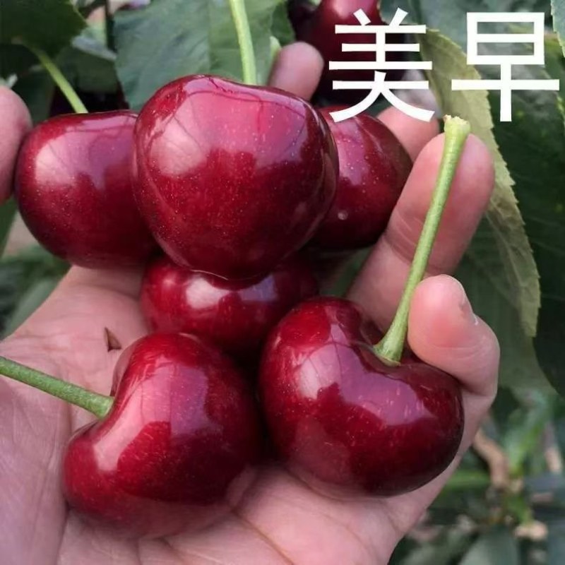 山东精品大樱桃一件代发对接抖音快手拼多多团购市场等