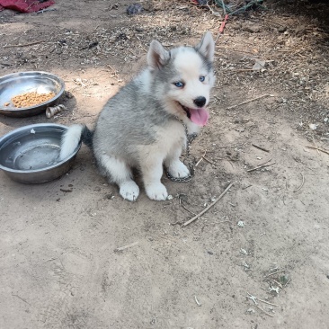 哈士奇幼犬出售