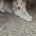 哈士奇幼犬出售