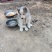 哈士奇幼犬出售
