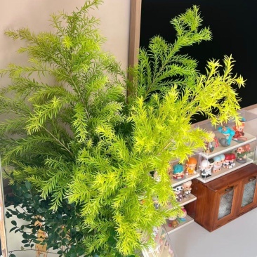 黄金香柳袋苗可用于园林工程绿化全国各地可发货