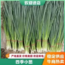 【四季小葱】河南小葱供应全国各大市场电商商超欢迎咨询